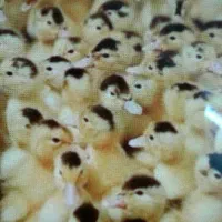 رنگی رنگی اردک بوقلمون جوجه گوشتی|حیوانات مزرعه|کرمان, |دیوار