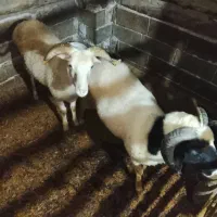 فروش گوسفند  نر وماده وبز