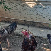 خروس فروشی|حیوانات مزرعه|سیمین شهر, |دیوار