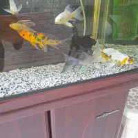 ماهی کوی پلاتینیوم ومشکی