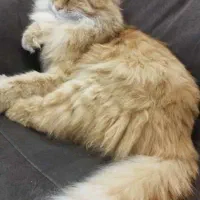 گربه گم شده|گربه|یزد, |دیوار