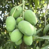 انبه کال و شور انبه برا خام‌خوری