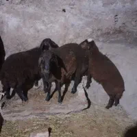 بره ۴ ماهه|حیوانات مزرعه|سراب, |دیوار