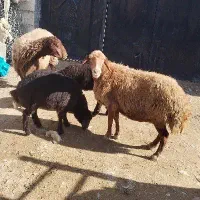 میش و بره افشاری