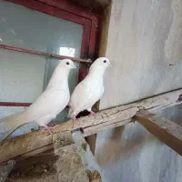 کفتر|پرنده|معصومیه, |دیوار