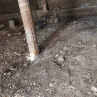 گمشده|حیوانات|سلطانیه, |دیوار