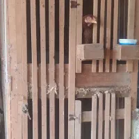 فروش قفس مرغ و خروس