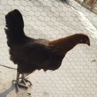 مرغ جوان 5 ماهه|حیوانات مزرعه|محمدشهر, محمدشهر|دیوار