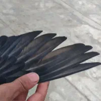 کبوتر زاغ پرشی|پرنده|گلپایگان, |دیوار