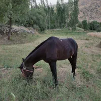 اسب باری خرمایی