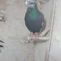 کبوتر پرشی کفتر بوم|پرنده|مشهد, گلبرگ|دیوار