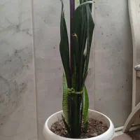 گل سانسوریا شاداب