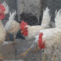 خروس سفید