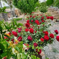 باغچه ۱۱۰۰ متری|فروش خانه و ویلا|رباط‌کریم, کاظم‌آباد|دیوار