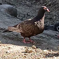 کفتر|پرنده|مانه, |دیوار