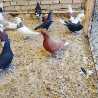 حمیدیه|پرنده|سوسنگرد, |دیوار