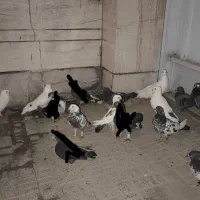 ۵جفت کبوتر فروش فوری فوری یکجا قیمت مناسب