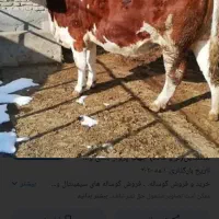 خرید و فروش گوساله گاو