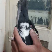 دوتا کفتر ی زاغ دم سفید ی پلنگ|پرنده|کرمان, |دیوار