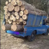 انواع چوب خشک و تر