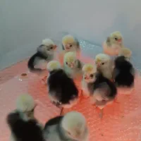 تخم مرغ نطفه دار|حیوانات مزرعه|ماهدشت, |دیوار