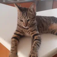 واگزاری گربه|گربه|تهران, اتابک|دیوار