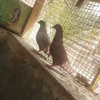 کبوتر اینگلیسی|پرنده|ارزوئیه, |دیوار