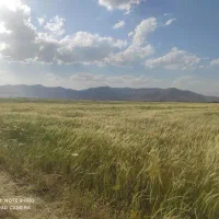 زمین-زراعی