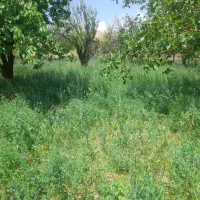 یونجه|خدمات باغبانی و درختکاری|نختالو, |دیوار