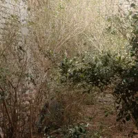 خانه باغ کرباسک کناربخشداری کوچه اختصاصی.  رجایی ۳|فروش خانه و ویلا|زابل, |دیوار