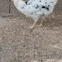 تخم مرغ گلین|حیوانات مزرعه|رامیان, |دیوار