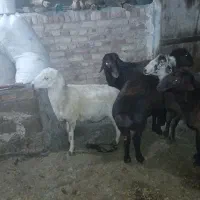 5عدد قوچ
