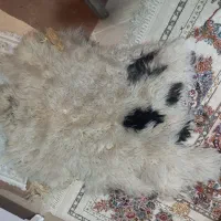 پوست گوسفند دباغی شده