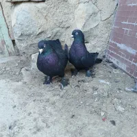 کفتر پر