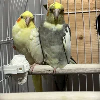 جفت عروس هلندی مولد عکس و فیلم جوجه ها موجود