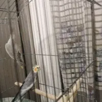 یک جفت عروس هلندی ملود آماده جوجه دهی