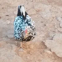 مرغ|حیوانات مزرعه|لاران, |دیوار