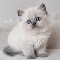 گربه ناز ۵ ماهه بریتیش هیمالین