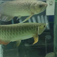 آروانا،سفره ماهی آکواریوم گلدفیش