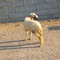 بره نر مناسب