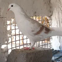گرفتی