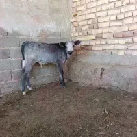 گوساله نر