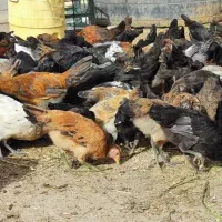 فروش مرغ عمده ۱ و ۳ماهه