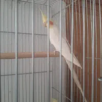 جفت عروس هلندی کینگ سایز|پرنده|خرمدره, |دیوار