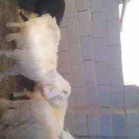 میش داشتی|حیوانات مزرعه|صمصامی, |دیوار