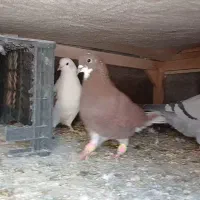 ۲ کفتر تهرانی|پرنده|فیروزکوه, |دیوار