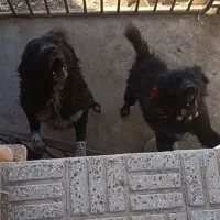 واگذاری سگ‌قدرجونی قهدریجانی