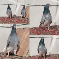 دو جفت دمگیر خرقه و دو عدد مفلق|پرنده|برخوار, |دیوار