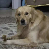 سگ گلدن اصیل