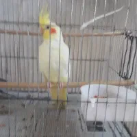 قفس پرنده . تعویض با هیتر یا کرسی برقی|لوازم جانبی حیوانات|لاهیجان, کوی خزر|دیوار